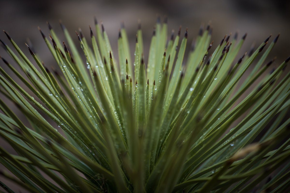 JoshuaTreeNPS's tweet image. See Joshua Tree through a different lens.

Have you noticed the elaborate details that make up Joshua Tree National Park?

Photos: NPS / Sutton, Hannawacker, Harrison