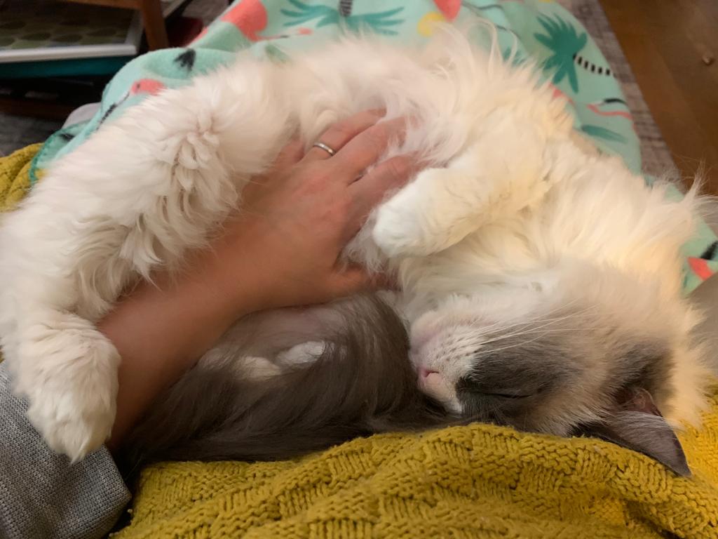 Sunday evening strokes. Bliss.

#sundayvibes #CatsOfTwitter #RagdollCats #PretendNextWeekIsntHappening