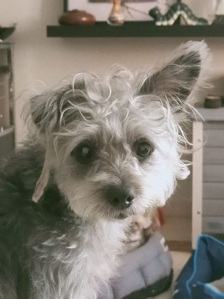 SosAbuelos1's tweet photo. #LUZ (7 AÑITOS) MÁLAGA
Abandonada en las peores condiciones.
Obediente, inteligente, cariñosa y mimosa.
Es muy tímida con otros perros, pero cuando los conoce se lleva muy bien.

acogidasprotectoramalaga@gmail.com https://t.co/qLUA7RYq33