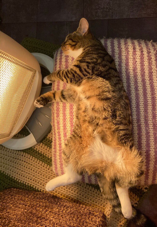 RealDaiVerse's tweet photo. #lazysunday #Caturday https://t.co/p4ca9DYWAp