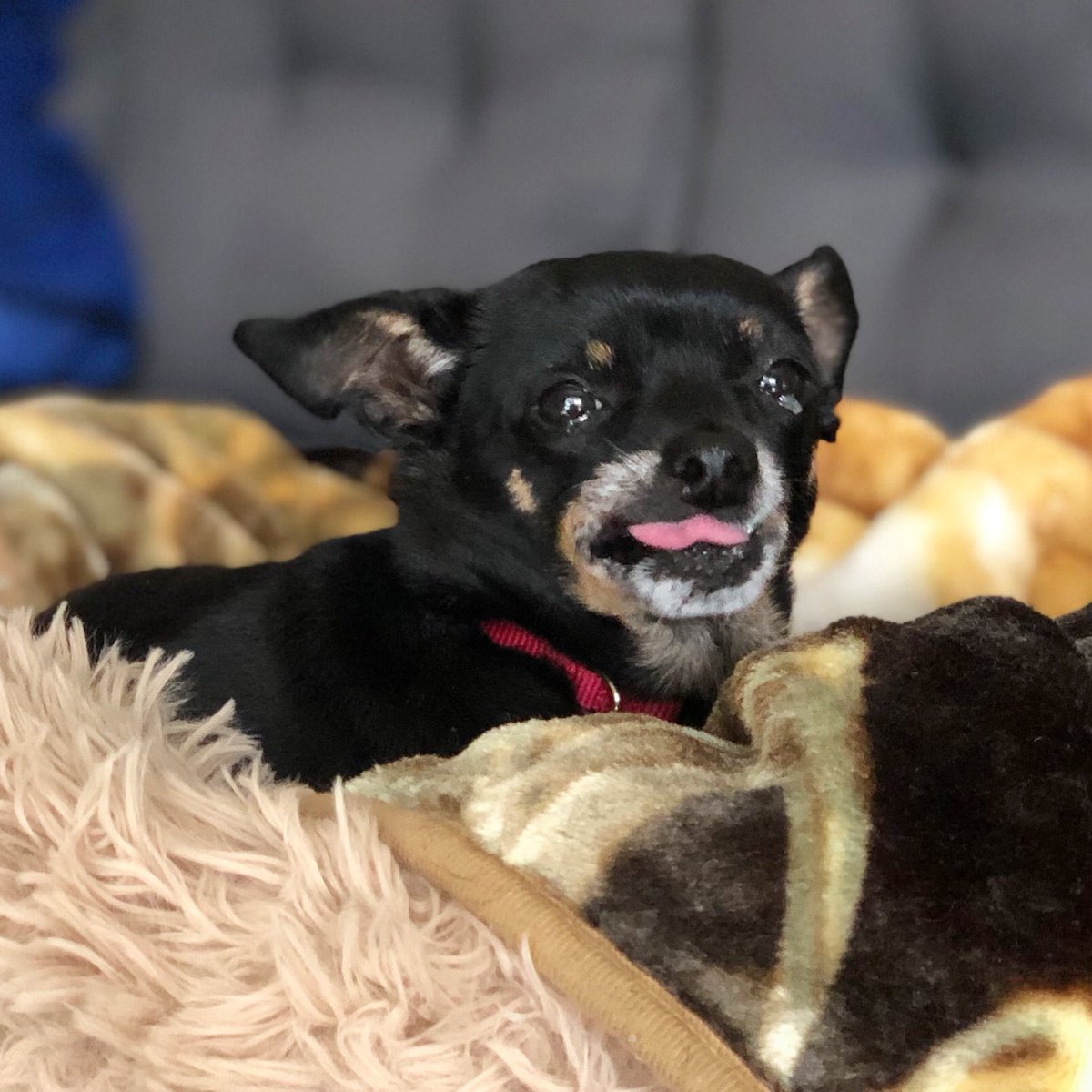 MavisBeacon10's tweet photo. Good Morning #dogslife https://t.co/zyVAhrMlhT