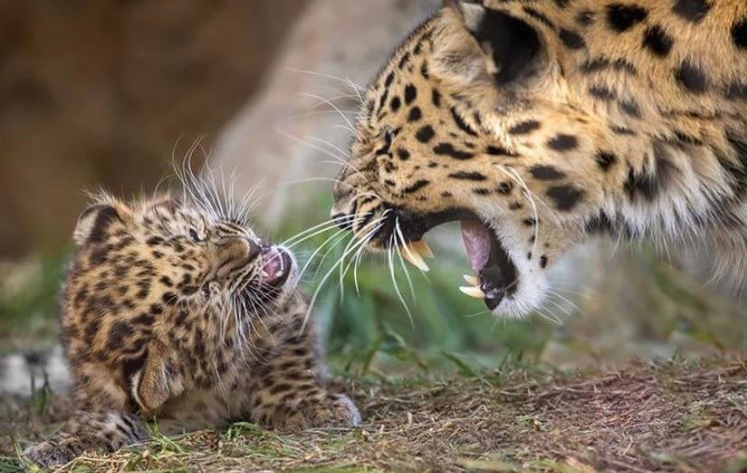 Just thought this amur leopard cub giving backtalk to its mum was hilarious. Caption as you please 