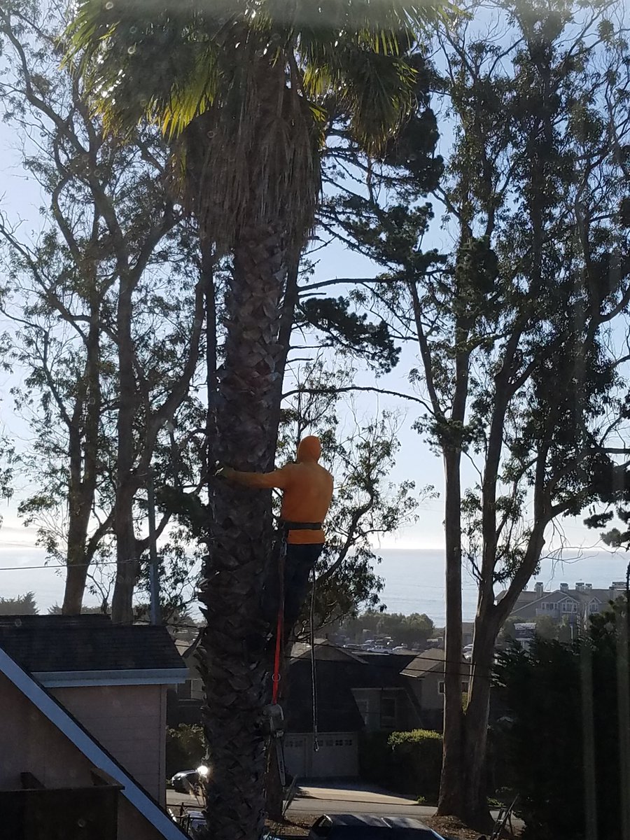 JB_SF's tweet photo. Sunday morning pole/tree climbing with a chainsaw hanging from the belt @MichaeiRmolson #callife https://t.co/6JYutoQ3lc