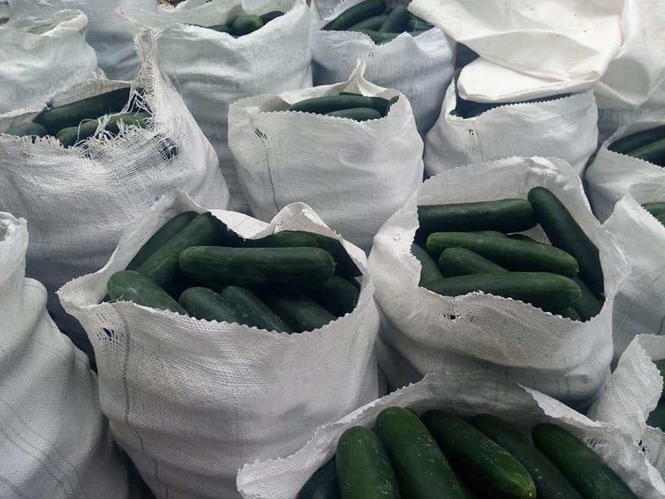 diegoandres_g's tweet photo. Oscar Rodriguez, un joven campesino colombiano, esta a punto de perder toda su cosecha de pepinos 🥒... si hay alguien interesado en comprar su producto por favor llamar al 3144682949, o si no por favor compartir para ver si hay alguien interesado 🙏🇨🇴 #ColombianoCompraColombiano https://t.co/f6fL359Oe5