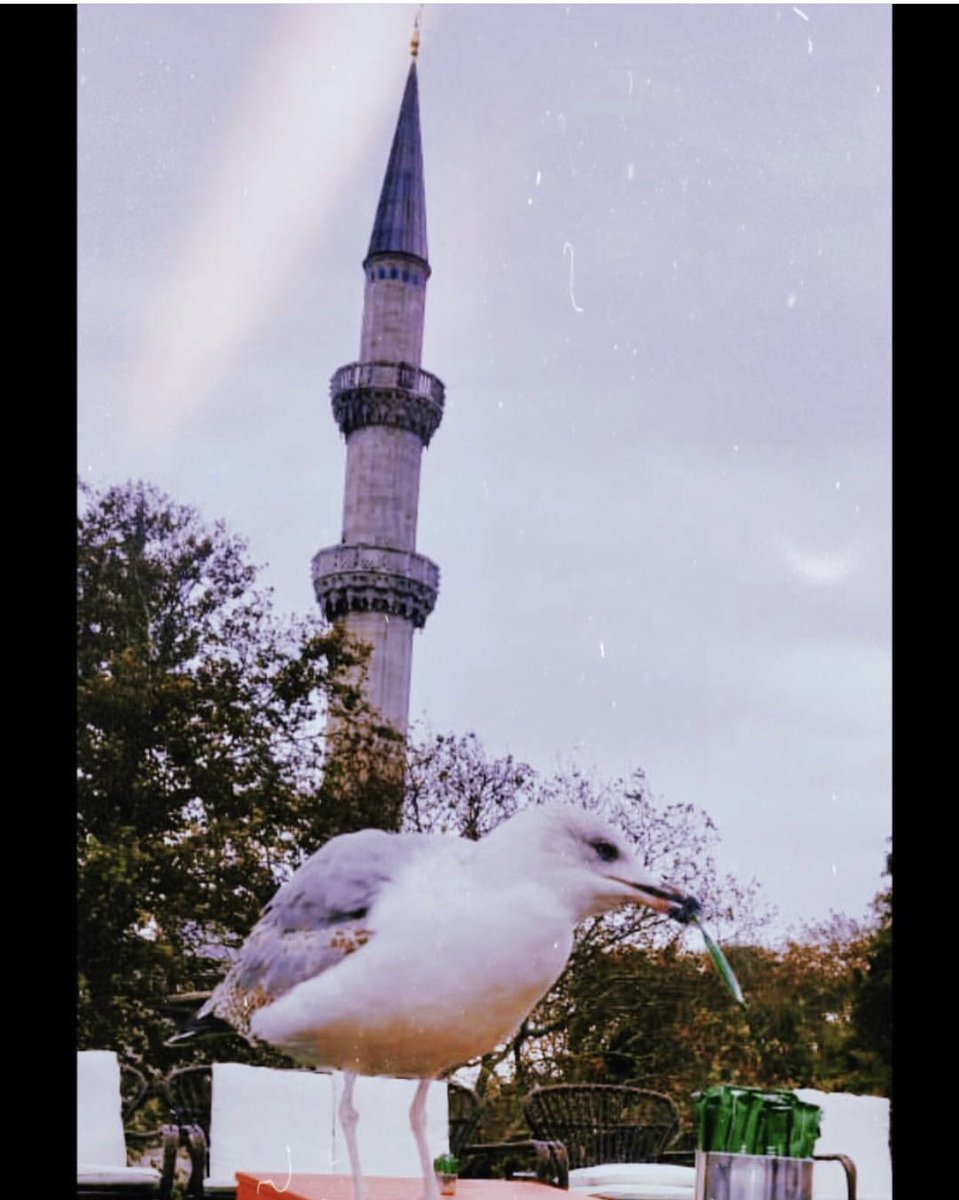 nesolinnn's tweet photo. En Çokta Süleymaniye Camii
Huzurunu Özledim 🤍 🕌
#Kadrajımdan #SüleymaniyeCamii
İçimi delip geçen Süleymaniye
ve içinde cennetler saklı İstanbul.
Süleymaniye’de hakikat gözlerimi yaktı yalana durmuş halimize
küf ve pas kokan hayatımıza
Süleymaniye’nin büyüsü iniyor.
#bitcorona https://t.co/GXn6CATFzS