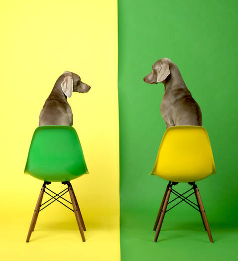 MAEGHTYoyo's tweet photo. William Wegman, "Yellow Two Green", 2015
#Wegman #Dogs #Green #yellow #Chairs #photo #maeght #braquedeweimar #jaune #verts #yoyomaeght https://t.co/AOBej7nWWa