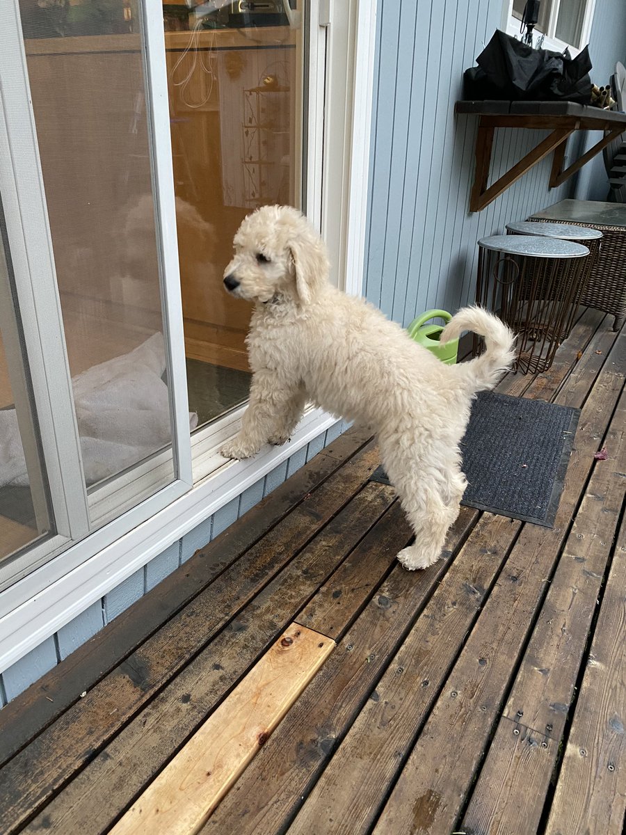 williamhersh's tweet photo. @AMIAinformatics Otis is eager to get back to #AMIA2020 sessions. My #AMIABuddy is on FHIR! https://t.co/UVakgDXqg3