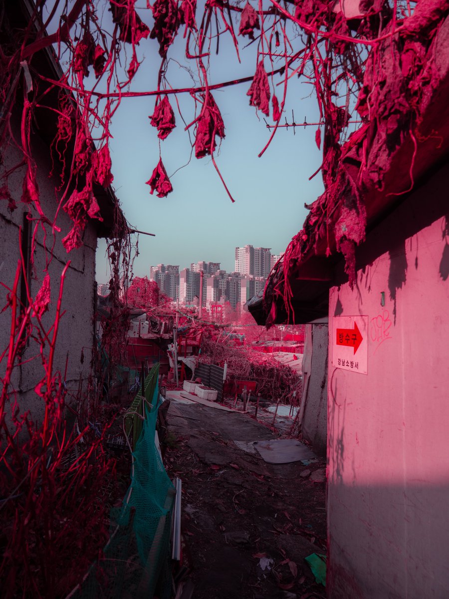Yanis27s's tweet photo. La vie en rose.

insta : yanis_md https://t.co/VJu8gwGnIJ
