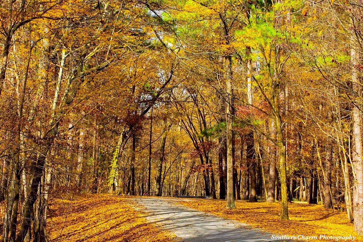 SoutherncharmP's tweet photo. Sometimes the road you didn't plan on taking is the one that gives you the most growth 🤎🍁🍂✨ #landscapes #landscape #landscapelovers #landscapedesign #landscaping #nikonphotography #nikonusa #nikonnofilter #NaturePhotography #natureisamazing #natureforlife #naturesbeauty https://t.co/cuFmXHLCbM