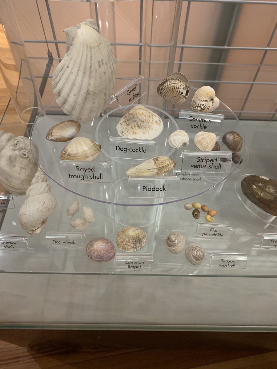 manxheritage's tweet photo. 9. Shilg Varrey - sea shell 

It was hard to choose just one so we took a photograph of our collection of shells in our Natural History Gallery at the Manx Museum 🐚 b.e.a.utiful 👌 

@Cooish2 #ronseyychooish #Manx #Language https://t.co/dFFYos7PcZ