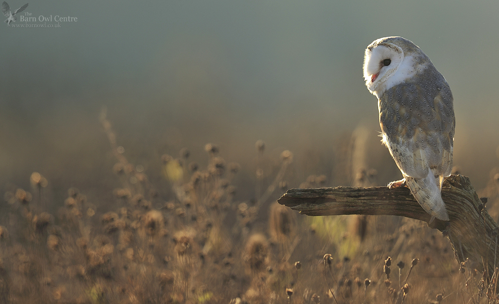 Barn Owl Centre🦉 tweet media
