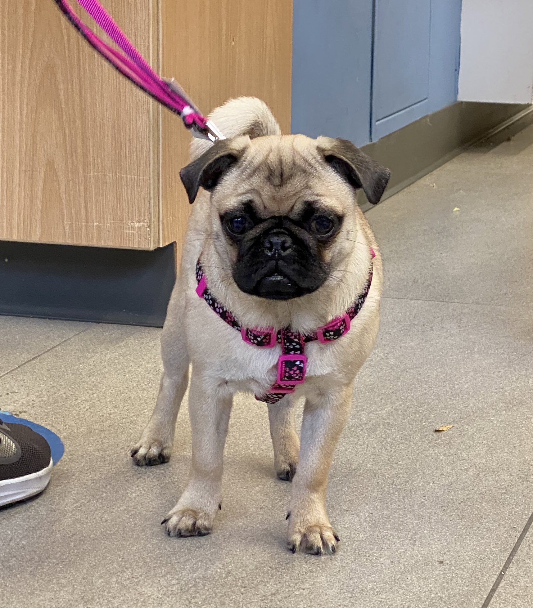 5 month store old pug