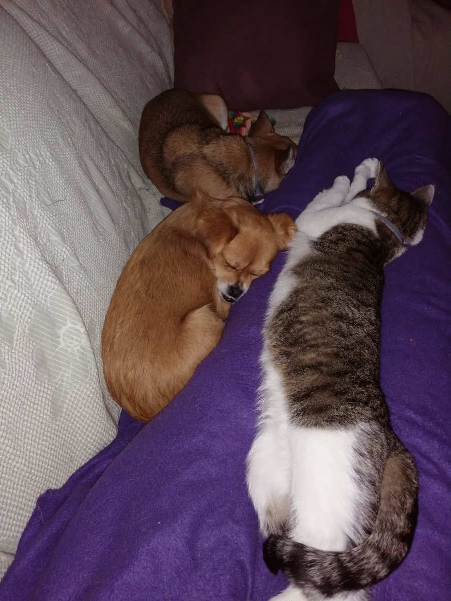 Moar snoar. #Vosje #Pip #Ayla #TeamVoPiLa.