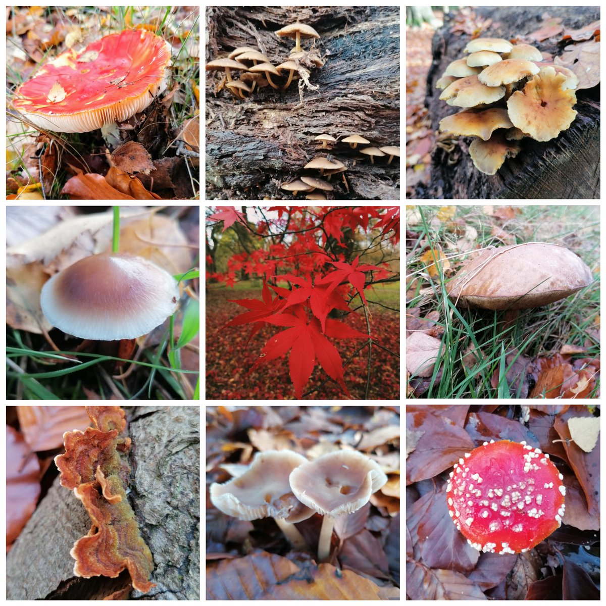 There are also from today's ramble #FungiOfTheWorldWeekend #LockdownExercise #Autumn