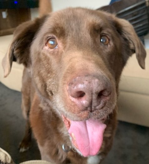 On Friday we said goodbye to PSD Tucker. He devoted his life to locating drugs. He loved kongs, kongs, and kongs. He also loved his family and retired life, where he traded in his red kong for a purple one. Rest easy big fella.