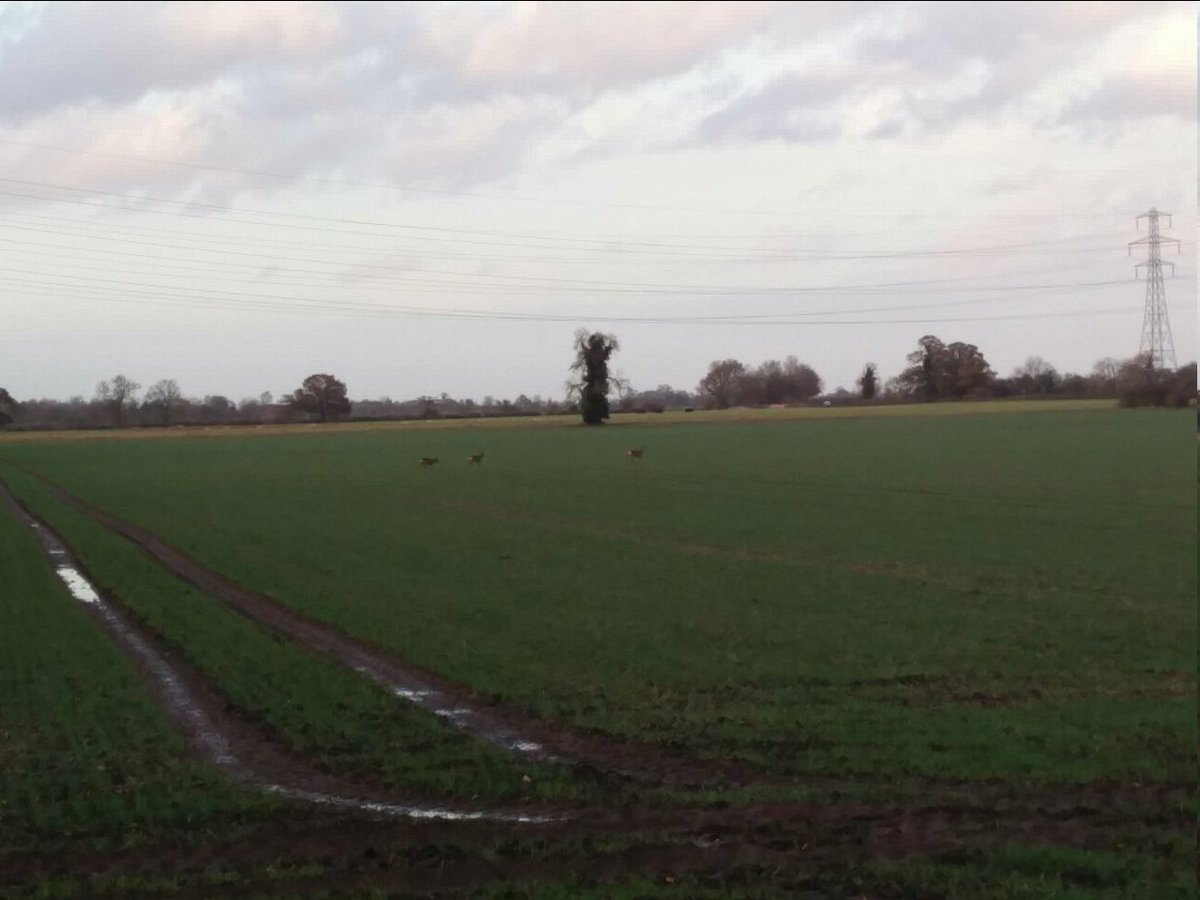 Took a little cycle ride out of town today and saw some roe deer! Some very blurry faraway pics, but my first time seeing roe deer. Brings my deer species seen total up to 20 ^_^ There's only one more available in the UK