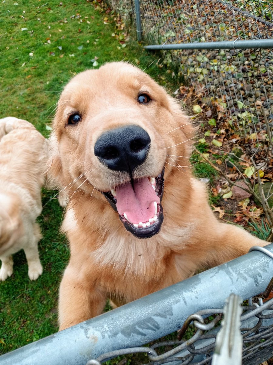 Before I told him he was a good boy:                     and after: