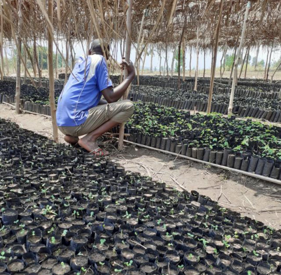 NabahyaFood's tweet photo. The project aims to advancing positive social, environmental and economic outcomes among local farmers.
We are deeply committed to bringing our community farmers--most of whom are women--back from the brink of starvation and social oblivion. https://t.co/367GSkdzCc