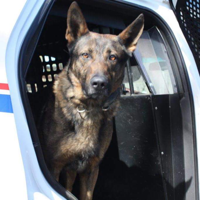 k9_london's tweet photo. This morning our Unit, along with former members gathered to say goodbye to retired PSD Tao.  PSD Tao was handled by Cst Brad Lobsinger and served the citizen's of London from 2011-2017.  PSD Tao was responsible for hundreds of arrests, locates of MP's and evidence searches. https://t.co/Op9FzFHZLO