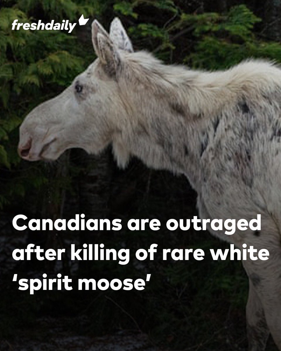 Freshdaily tweet media