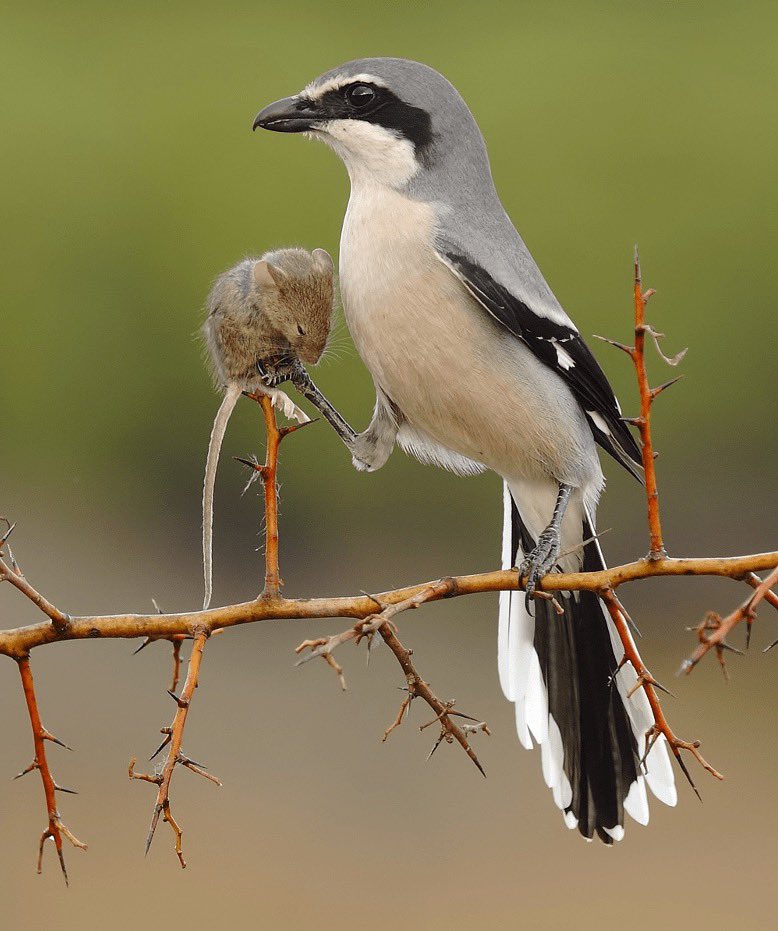 This little cutie here is a shrike. When they catch small prey, they impale them on objects around their territory. As well as serving as a pantry, males will often also garnish the decaying bodies with items such as fetchers to attract female mates.