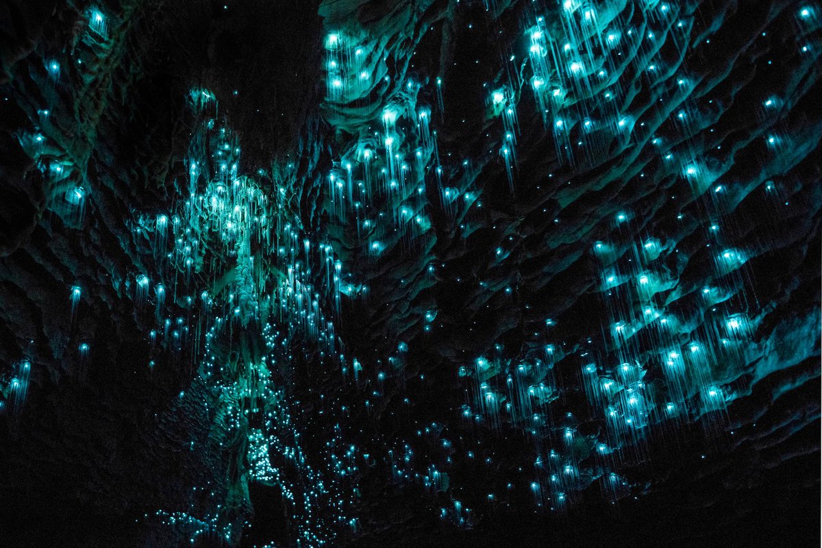 _letraqueur_'s tweet photo. La grotte de Waitomo, en Nouvelle-Zélande 🇳🇿, sera sans doute l'un des lieux les plus féeriques que vous verrez dans votre vie !

La grotte est magnifique car, à la nuit venue, des lucioles se collent aux parois de la grotte l'éclairant de 1000 feux. https://t.co/3Qe05OWWVw