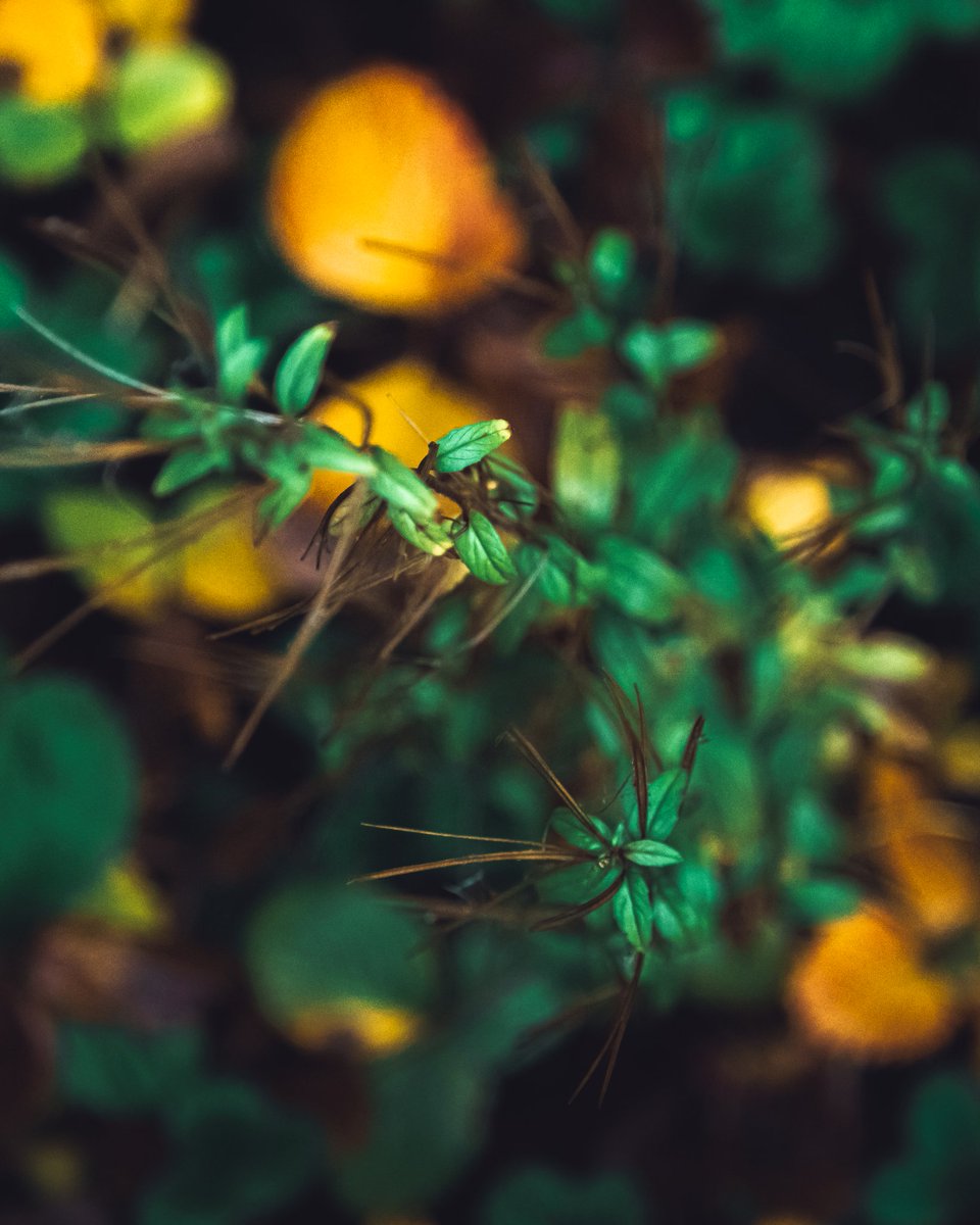 marvinpdon's tweet photo. DAY 134
Sometimes we need to focus on the smaller things in life
#bealpha #plants #closeshots #macroshot #adobelightroom #visualcollective #exploretocreate https://t.co/U9z3Wk0xHQ