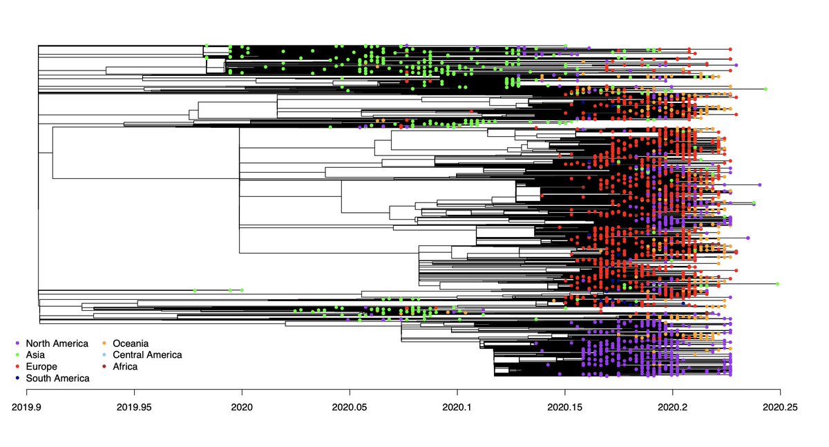 Analyses of thousands of  #SARSCoV2 genomes point to an origin (host jump into humans) in ~Oct/Nov 2019 in China, and a rapid spread to Europe. Irrespective of how we run the analyses, circulation in Italy in August is incompatible with the data.4/ https://www.sciencedirect.com/science/article/abs/pii/S1567134820301829