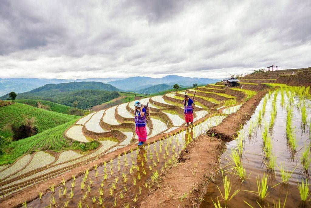 Postalesdecampo's tweet photo. cultivos de montaña! #postalesdecampo https://t.co/OzZxEwgrGP