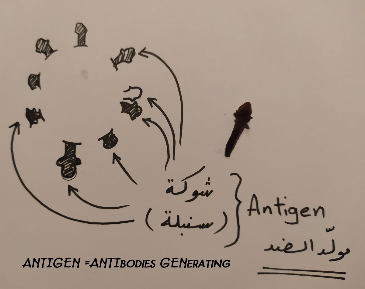 DrSusanNasif's tweet photo. (2/n)
إذا "التحصين" هي الترجمة الأمثل وليس التبقير

الرابط للاستزادة https://t.co/gqR42vVNil

نكمل
مبدأ التطعيم هو "توريد" *مولد ضد* إلى الجسم بشكل صنعي مفتعل وذلك بقصد تدريب جهاز المناعة على تمييز  الكائن الغريب
في مثال فيروس الكورونا (التاجي)
مولد الضد هو السنبلة/الشوكة (Spike) https://t.co/iY3wynI1wu