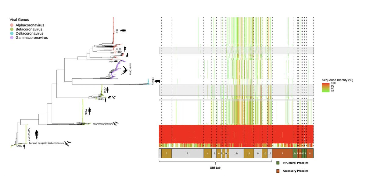 They might have picked up cross-reactivity with two endemic 'common cold' HCoVs (OC43 and HKU1), which have fairly high homology in some regions of the spike protein. Though, it is difficult to be sure given the limited evidence provided in the paper.6/