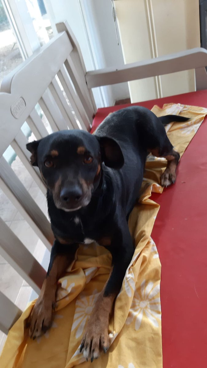 CarmCerv's tweet photo. #GIPO tiene 3 años, es un perrito con un carácter adorable que se lleva bien con perros, gatos, es muy sociable, solo le gusta jugar, su acogida se marcha fuera, no puede volver a un chenil, si puedes darle un hogar..

✍️📧👉 adopcion.lasanimal@gmail.com https://t.co/T1NXAmau6V