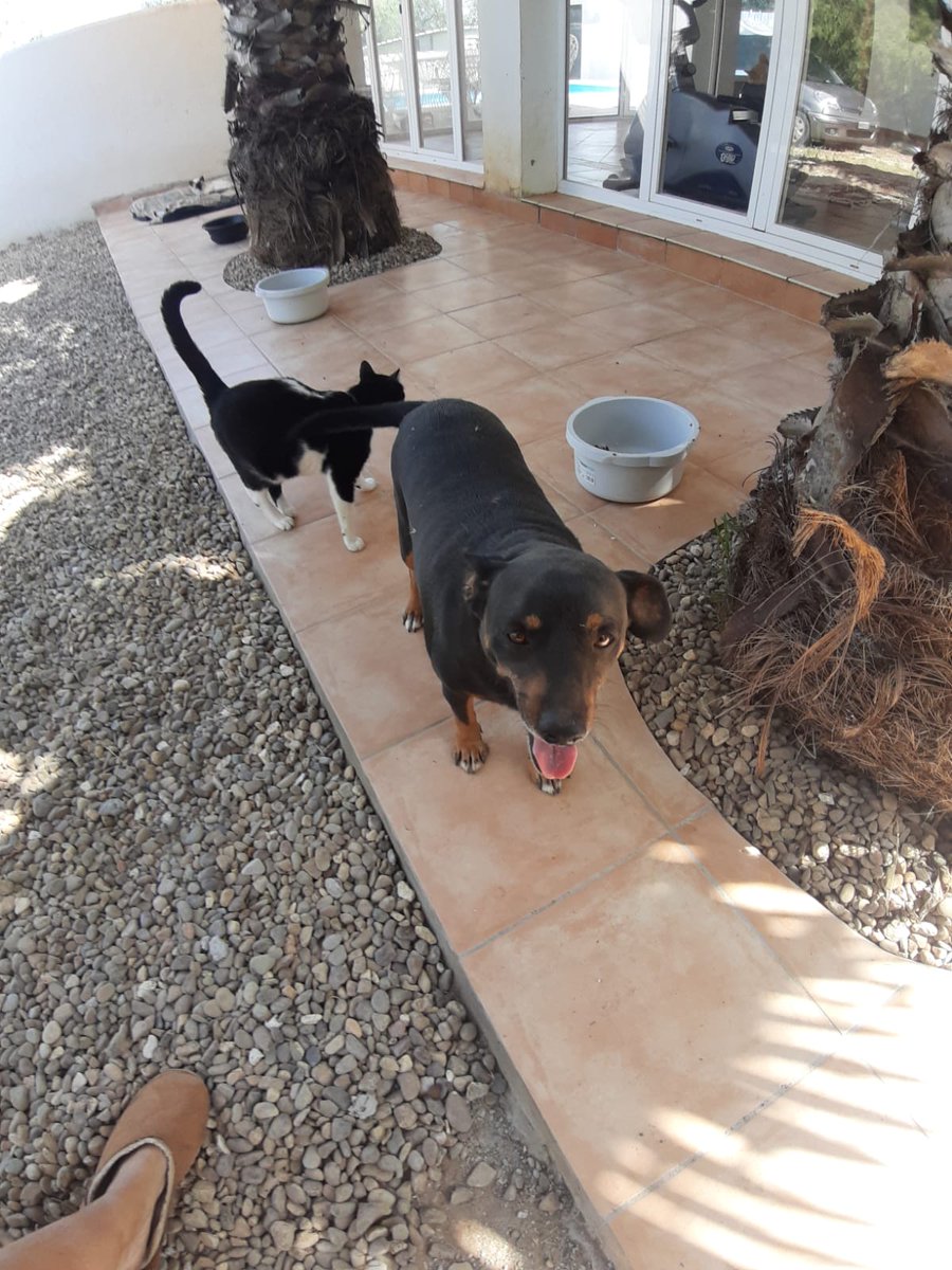 CarmCerv's tweet photo. #GIPO tiene 3 años, es un perrito con un carácter adorable que se lleva bien con perros, gatos, es muy sociable, solo le gusta jugar, su acogida se marcha fuera, no puede volver a un chenil, si puedes darle un hogar..

✍️📧👉 adopcion.lasanimal@gmail.com https://t.co/T1NXAmau6V