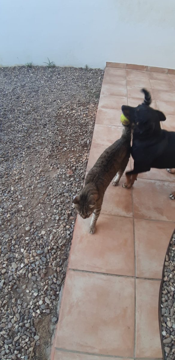 CarmCerv's tweet photo. #GIPO tiene 3 años, es un perrito con un carácter adorable que se lleva bien con perros, gatos, es muy sociable, solo le gusta jugar, su acogida se marcha fuera, no puede volver a un chenil, si puedes darle un hogar..

✍️📧👉 adopcion.lasanimal@gmail.com https://t.co/T1NXAmau6V