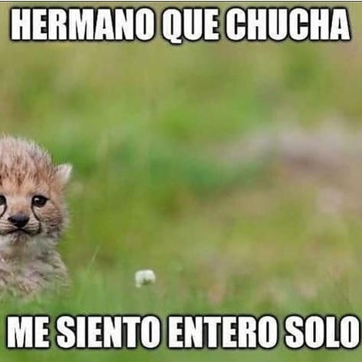 devildogshit's tweet photo. #shitpostargentina #shitposting #memesespañol #memesgraciosos #shitpostchile #chileandankmemes #shitpost #chileanmemes #memesargentinos #humorargento #memesgraciosos #humorargento #memesargentina #memesargentos #chileanmemes #shitpostchile #shitpost #shitpostargentina #shitpost https://t.co/9v7gfi0gRU