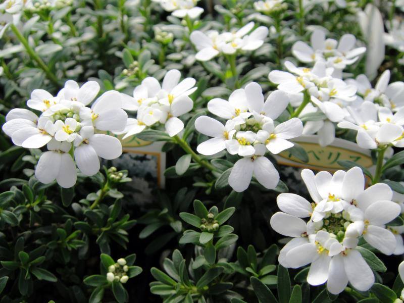 イベリスキャンディタフト