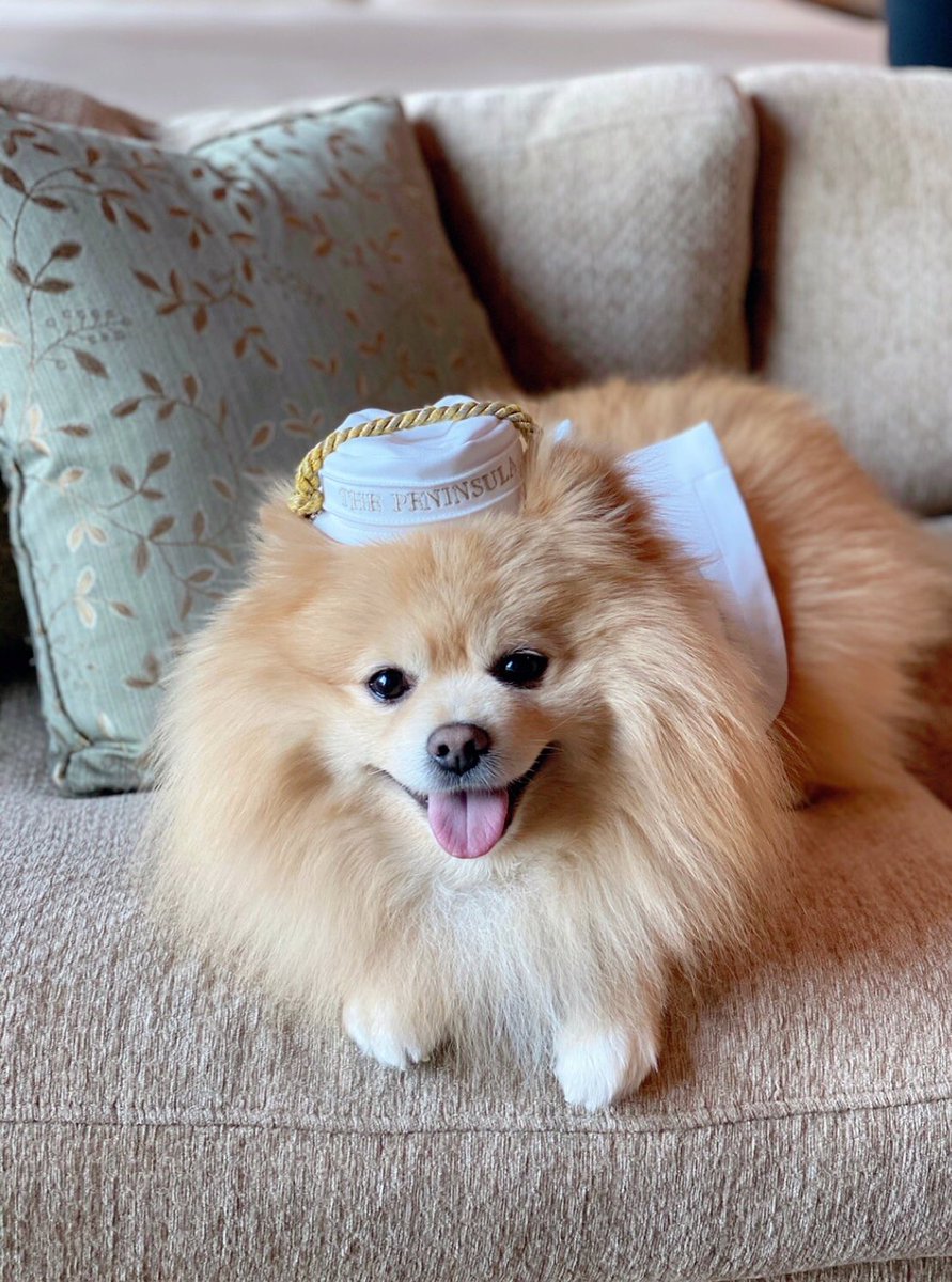 ポメラニアンlulu 犬生初めてのホテルステイ ペニンシュラ東京に行ってきました ユニフォームを着せてもらって お部屋でゆっくり 大騒ぎすることなく いい子にできました ペニンシュラ東京 犬生はじめて ポメラニアンlulu 犬生初めてのホテルステイ ペニンシュラ東京に行ってきました ユニフォームを着せてもらって お部屋でゆっくり 大騒ぎすることなく いい子にできました ペニンシュラ東京 犬生はじめて