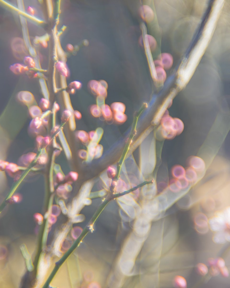 shashinbubutyo's tweet image. このレンズもしばらく使ってないな

プロジェクターレンズは草花やブツ撮り向きだしなあ

いつかの早春の紅梅
真ん中の蕾にしか合焦していない

#sonya7ii #oldlenses #projectorlens #mayeroptik #diaplan 100mmf2.8
#oldlensparadise