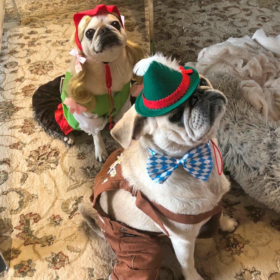OregonHumane's tweet photo. Congratulations to the winners of the 2020 #PugCrawl #Pugtoberfest! Mahana and Hamlin won Best Themed Costume and Bonsai won Most Creative. 
It's not too late to get your limited-edition Pug Crawl merch! 
T-shirts: https://t.co/fMVcqn00ZU 
Pint glasses: https://t.co/xnkQEMXFAX https://t.co/Miepv19iEG