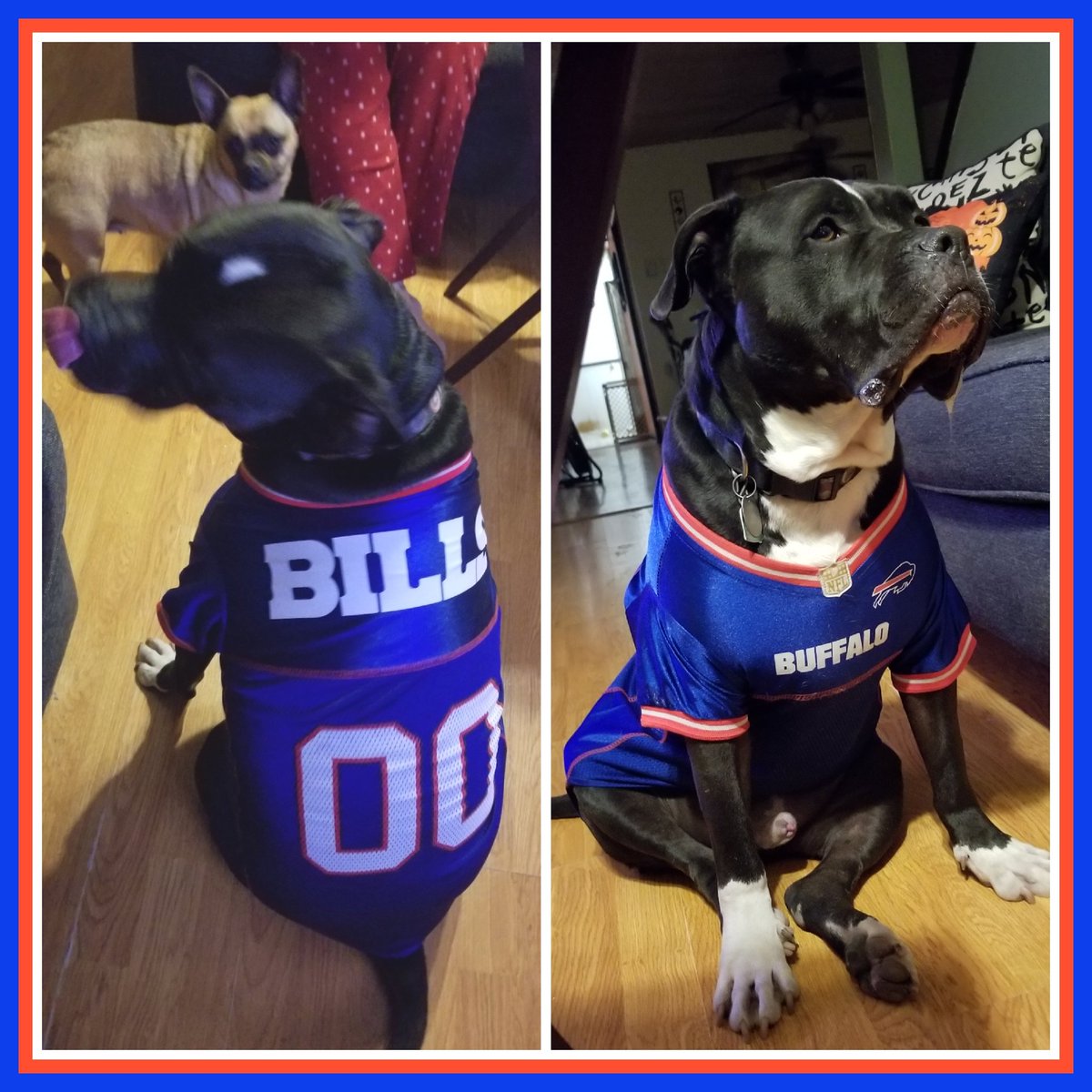 jmatos1's tweet photo. Loki BILLieves we still can win! #billsmafia #buffalobills #buffalony #teammatos #familyfirst #lilyandloki https://t.co/Fo5s6wprCU