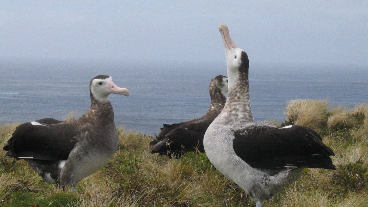 Department of Conservation (@docgovtnz) on Twitter photo Congratulations to the kākāpo on being crowned <a href="/Forest_and_Bird/">Forest & Bird</a> Bird of the Year! 👑 Swooping into first place for the second time. Honorable mention to front-runner the toroa/Antipodean albatross for receiving most number one votes at the polls over the past two weeks. Congratulations to the kākāpo on being crowned <a href="/Forest_and_Bird/">Forest & Bird</a> Bird of the Year! 👑 Swooping into first place for the second time. Honorable mention to front-runner the toroa/Antipodean albatross for receiving most number one votes at the polls over the past two weeks.