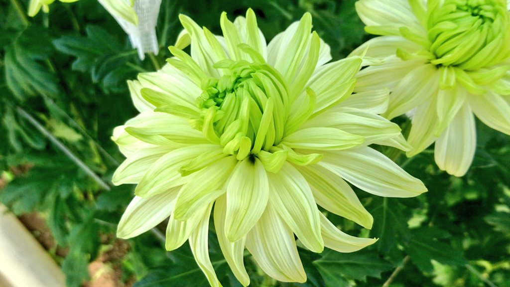 フローラ平山 大崎市鹿島台 どんどん咲いてきました さわやかな グリーンがきれい 品種 ロカライム 大崎市鹿島台 ディスパットマム ピンポンマム