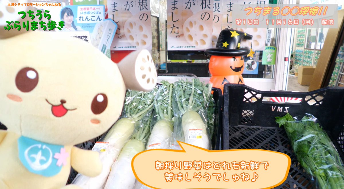 tsuchiura_city's tweet photo. 【本日配信！土浦シティプロモーションちゃんねる】
#つちうらぶらりまち歩き は本日20:00から、 ショッピングセンター #モール505 で開催された、第1回 #ほっとONEマルシェ の会場を #つちまる が探検します。

視聴は #Vチャンネルいばらき で
https://t.co/AslakzDvzg https://t.co/8WzEjLmSYD