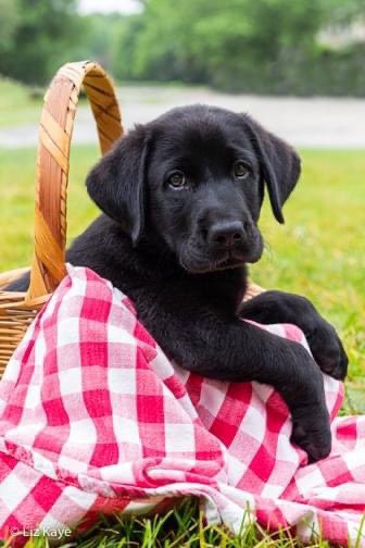 BIG NEWS!!! We’re sponsoring an ICAN puppy! And YOU. An help us pick the service puppy in training’s am!! $1 = 1 vote. Venmo is <a href="/icanatiu/">ICAN at Indiana University</a>