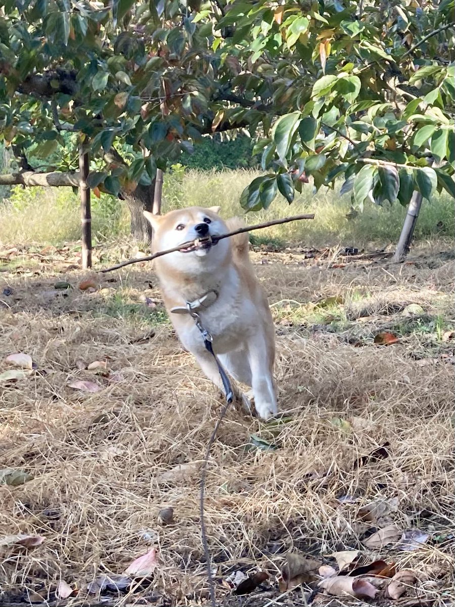 発見した いい感じの棒 をくわえてきてまた別の いい感じの棒 をくわえて去る柴犬 Togetter 発見した いい感じの棒 をくわえてきてまた別の いい感じの棒 をくわえて去る柴犬 Togetter