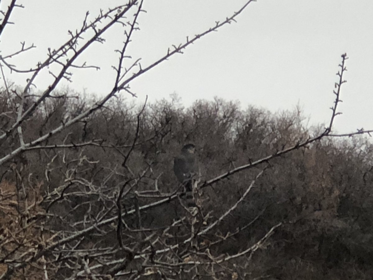 ThatAdamSalazar's tweet photo. Pretty sure I ran into a peregrine falcon on the trail today. Can you confirm, @FullFeatherFri ? https://t.co/PdgB6mMJTf