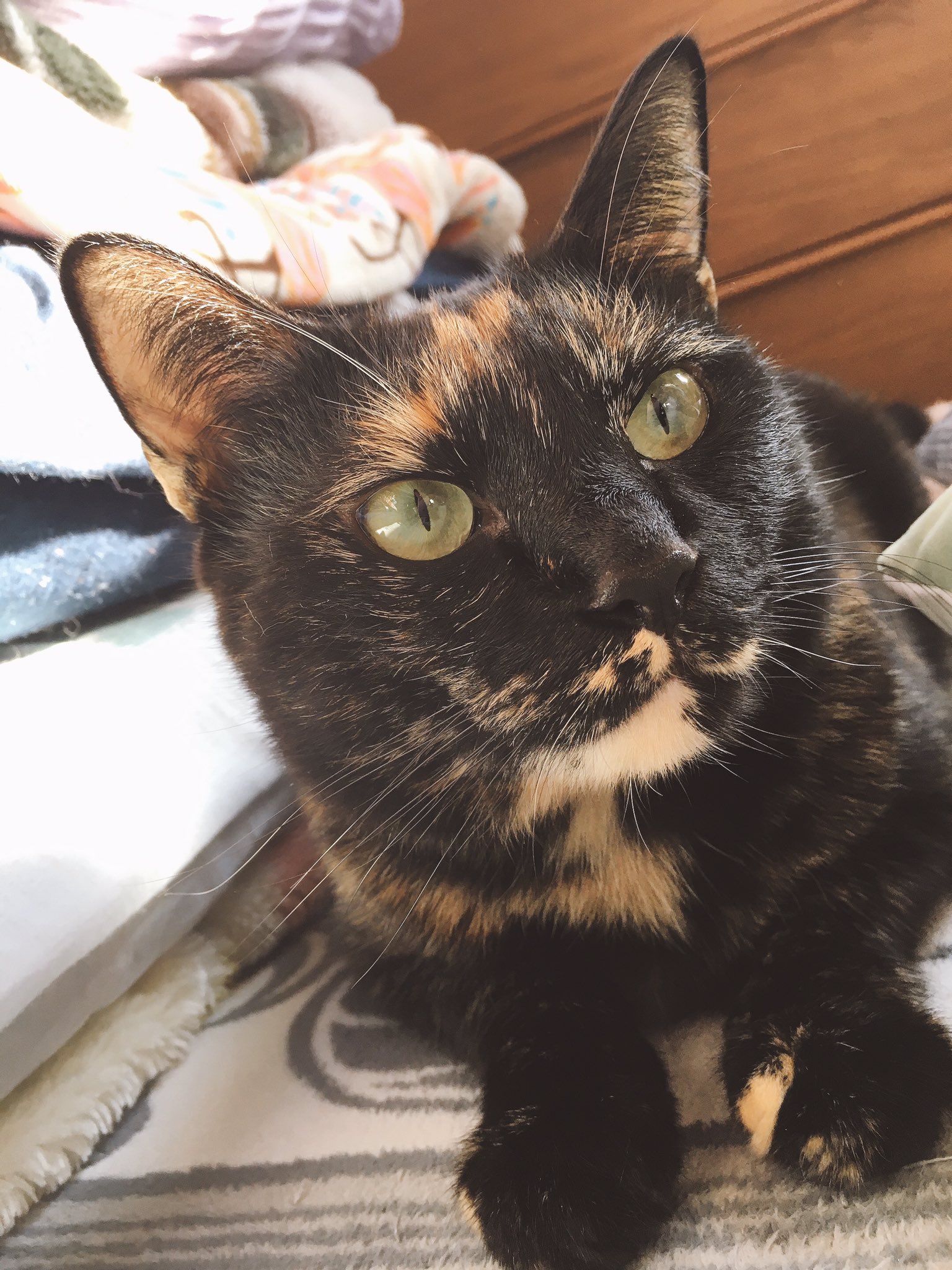まゆみ キョロキョロ にゃんパシャコンテスト オールウェル サビ猫 黒サビ サビ猫の魅力 美しい被毛 T Co Hz7ninsdo1 Twitter