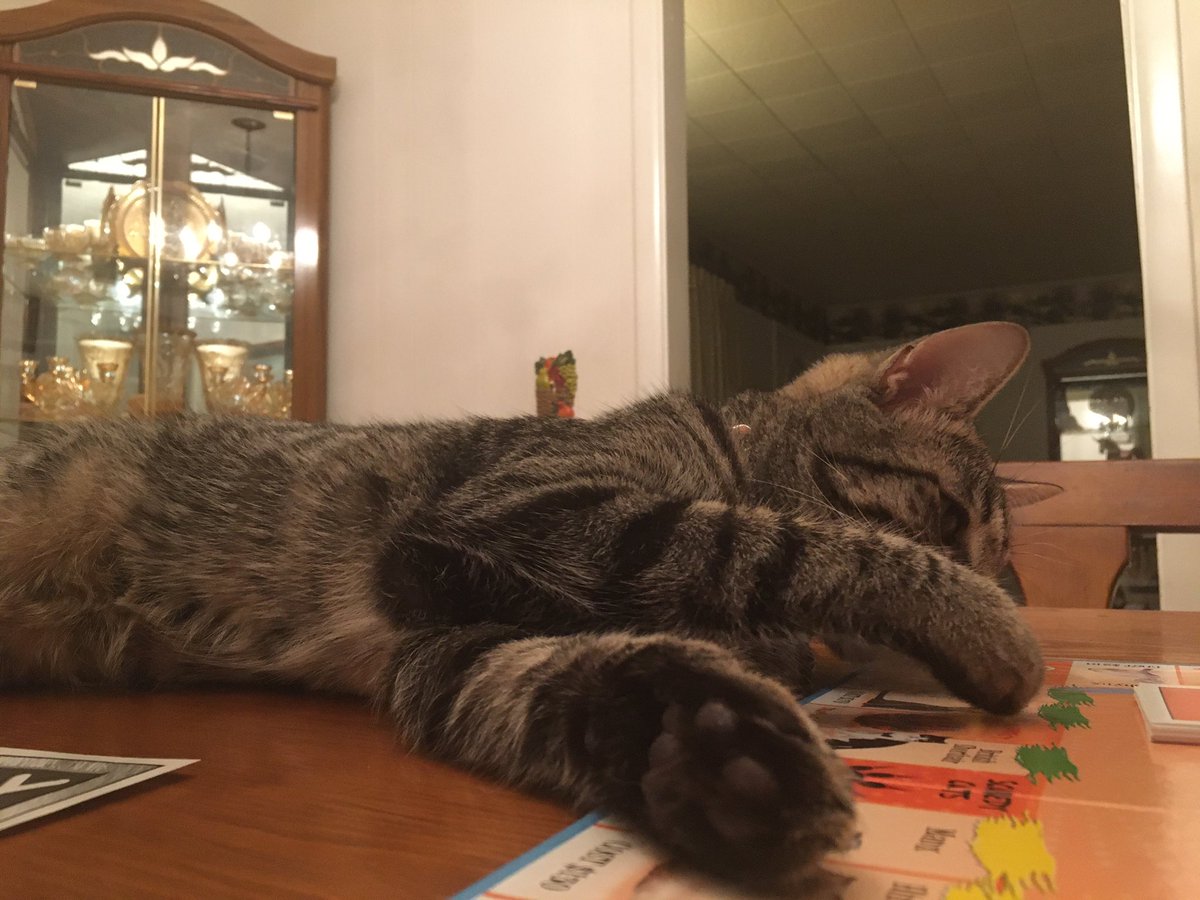 thedynamiccatt1's tweet photo. Silly human. Did you really think you could play #catopoly without me?? #sundayvibes #cats #tabbycat https://t.co/1F4XH70ex9