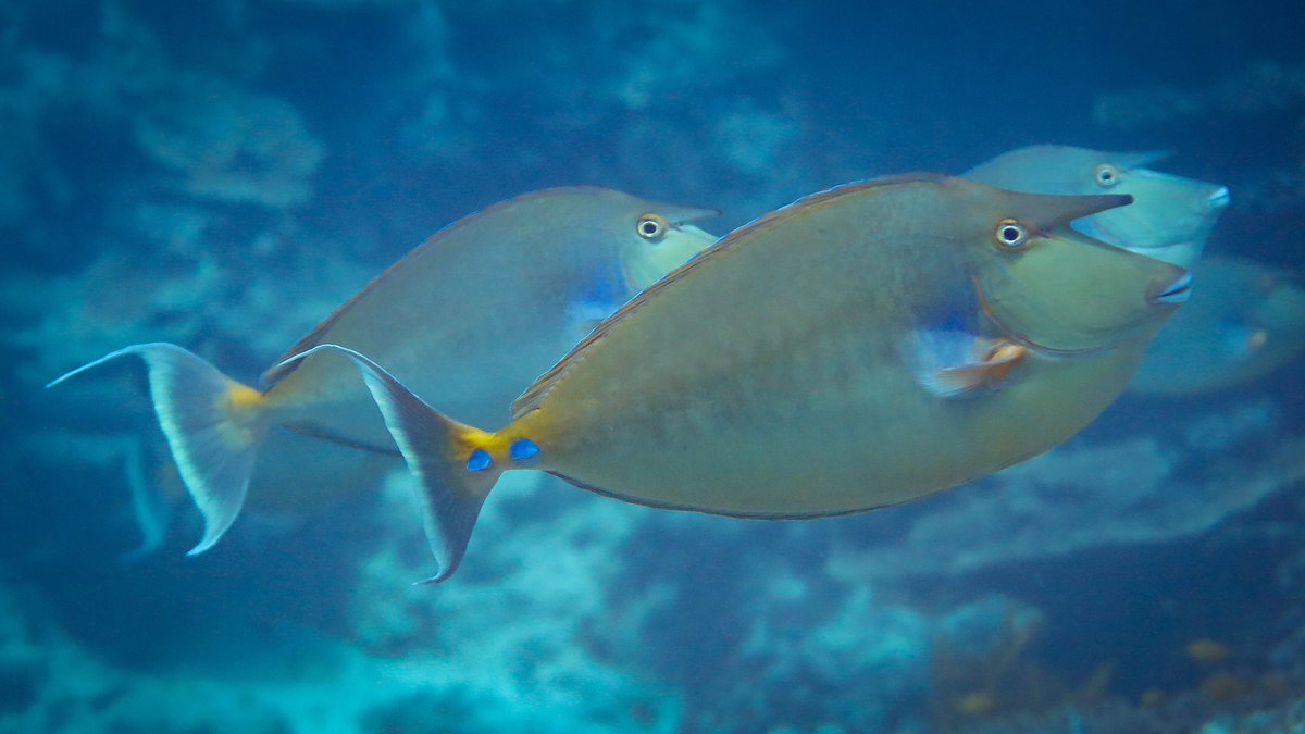 reef_scientist's tweet photo. Unicorns EXIST! And they are more majestic and magical (and marine) than you ever imagined! #Unicornfish #NasoUnicornis #magic #magicfish #unicorn #oceanoptimism #MagicMonday https://t.co/ALIa6YeCvb