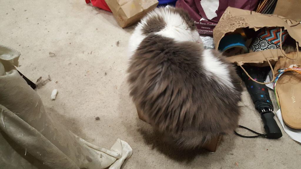 //Mouse. Baby. You precious giant floof. You are three times the size of that box 😭😂
